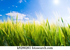 Wheat field. Agriculture Wheat field. Agriculture