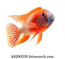 red cichlid fish, ruby red peacock 