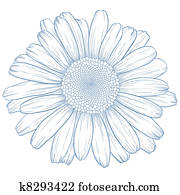 Vector daisy. Vector daisy.