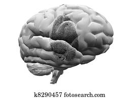 אצבע מדפיסה, ב, מוח