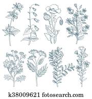Herbs wild flowers botanical medicinal organic healing plants vector set in hand drawn style Herbs wild flowers botanical medicinal organic healing plants vector set in hand drawn style