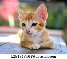 kittens kittens