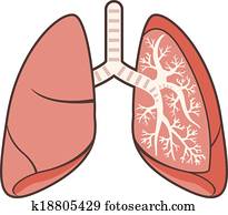 Lungs Lungs