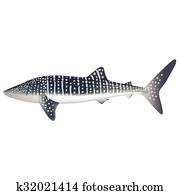 כריש של לויתן