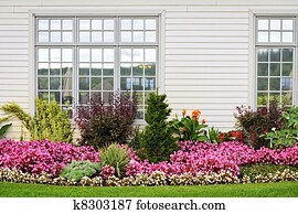 צבעוני, פרוח גן