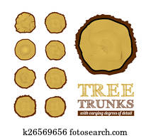 Cross section of the trunk