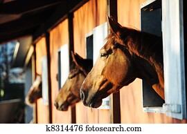 Horses in their stable Horses in their stable