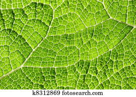 Macro of green leaf Macro of green leaf