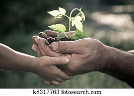 mãos, de, homem idoso, e, bebê, segurando, um, planta