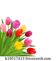 Tulips Tulips