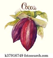 Watercolor cocoa fruit Watercolor cocoa fruit