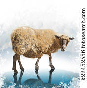 Watercolor Image Of Sheep Watercolor Image Of Sheep