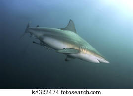 Blacktip shark Blacktip shark