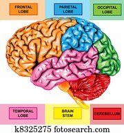 Human brain lateral view Human brain lateral view