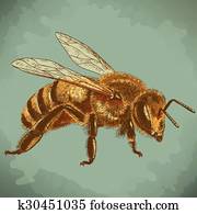 חקיקה, דוגמה, של, דבורה של דבש