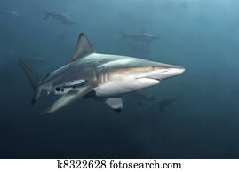 לעבור על ידי