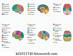מוח אנושי, anatomy,, תפקד