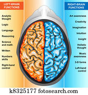 מוח אנושי, עזוב, ו, זכות, תפקד