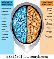 מוח אנושי, עזוב, ו, זכות, תפקד