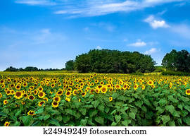 Daytime Sunflowers