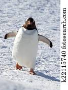 Gentoo penguin walking through the snow on a sunny afternoon