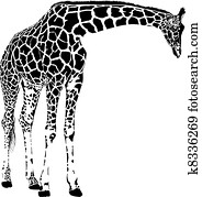 giraffe, vektor giraffe, vektor