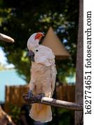 Salmon-crested cockatoo Cacatua moluccensis is endemic to the Seram archipelago