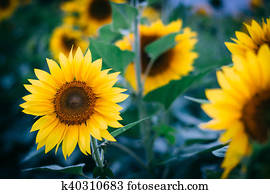 A sunflower in Jarrettsville, Maryland. A sunflower in Jarrettsville, Maryland.