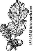 Acorn or Oak nut with leaves, vintage engraving. Acorn or Oak nut with leaves, vintage engraving.