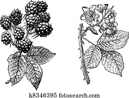 Blackberry flower, Blackberry fruit, vintage engraving. Blackberry flower, Blackberry fruit, vintage engraving.