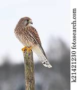 Common kestrel in winter