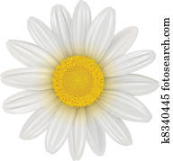 Daisy flower Daisy flower