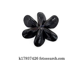 mussels mussels