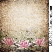 Water Lily Water Lily