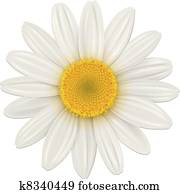 חיננית, פרוח