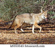 Coyote in Tucson 1 Coyote in Tucson 1