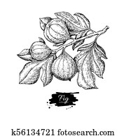 Fig branch vector drawing. Hand drawn isolated fruit. Summer foo Fig branch vector drawing. Hand drawn isolated fruit. Summer foo