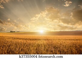Golden wheat field