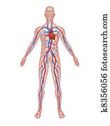 Human Circulation Anatomy Human Circulation Anatomy