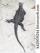 marine Iguana at the beach