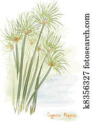 Papyrus plant. (Cyperus Papyrus) Papyrus plant. (Cyperus Papyrus)