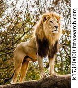 Portrait of male lion