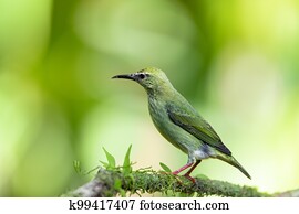 Red-legged honeycreeper female, La Fortuna, Costa Rica