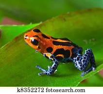 red poison dart frog