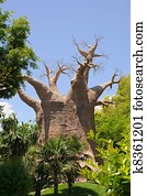 Baobab