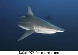 Curious shark Curious shark
