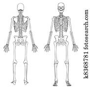 esqueleto, frente, e, costas
