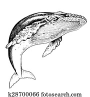 Hump Back Whale Hump Back Whale