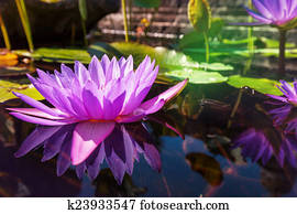 Lotus Lotus