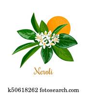 Neroli., bitter, orangenbaum, zweig, blumen, und, frucht Neroli., bitter, orangenbaum, zweig, blumen, und, frucht